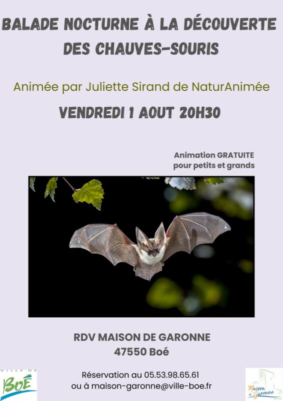 Soirée-chauves-souris