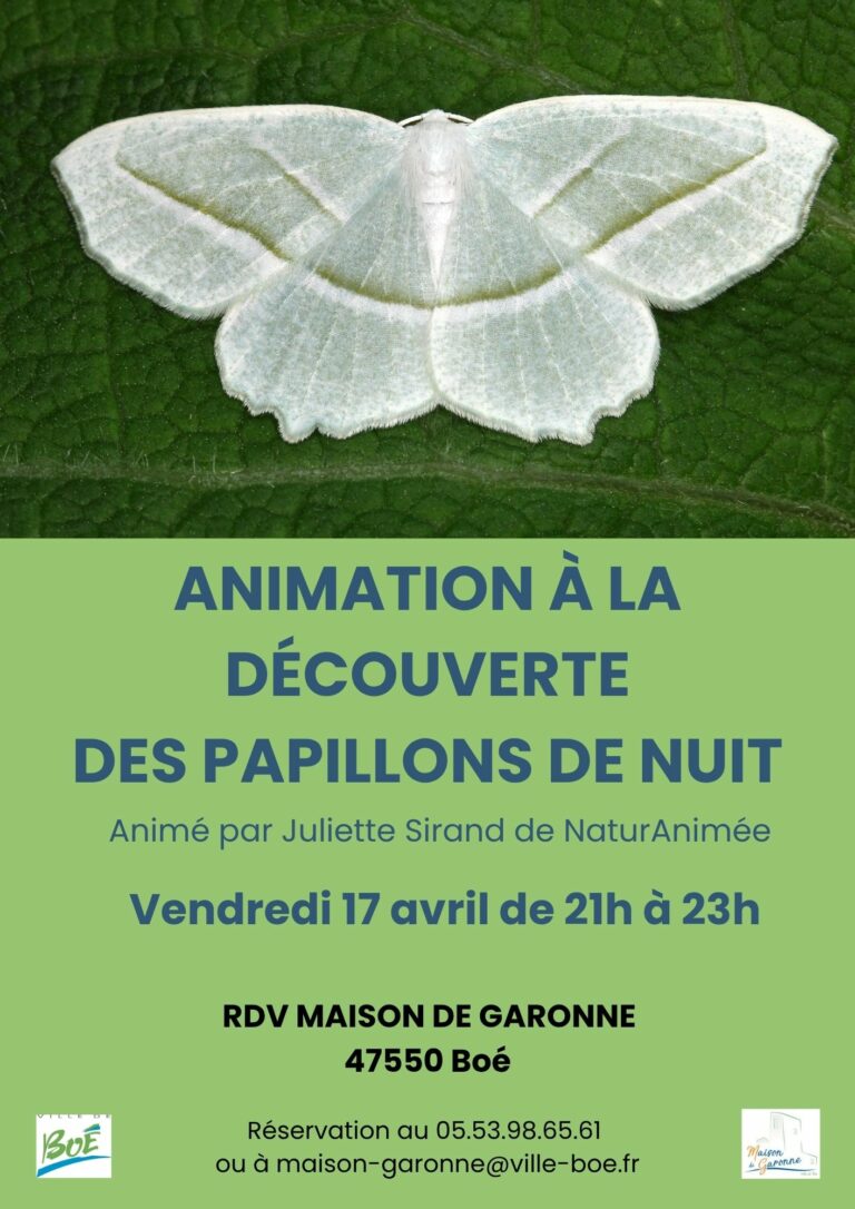 Papillons-de-nuit