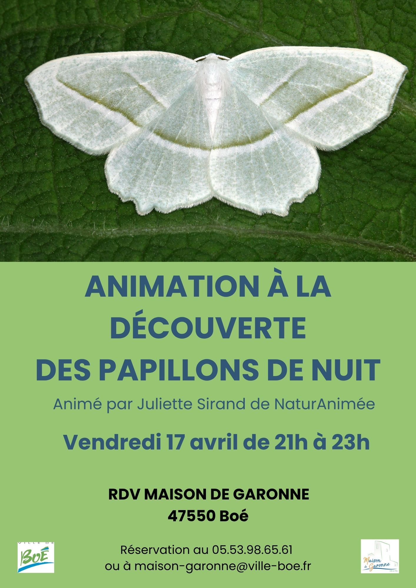 Papillons-de-nuit