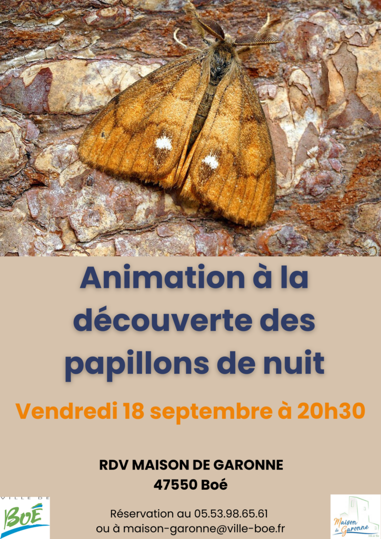 Papillons-de-nuit